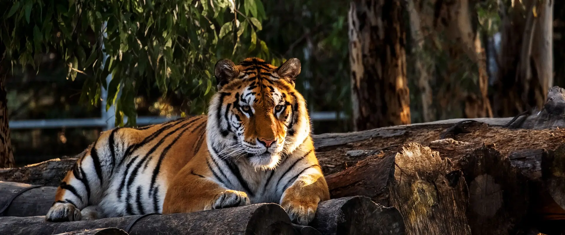 Cholan Tours - image 7